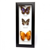 Картина бабочки QW-3 