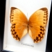 Картина бабочки QW-3 