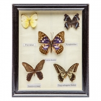 Картина бабочки QW-4 