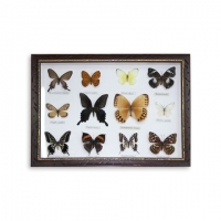 Картина бабочки QW-6 