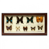 Картина бабочки QW-7 