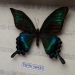 Картина бабочки QW-7 