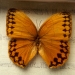 Картина метелики QW-7 